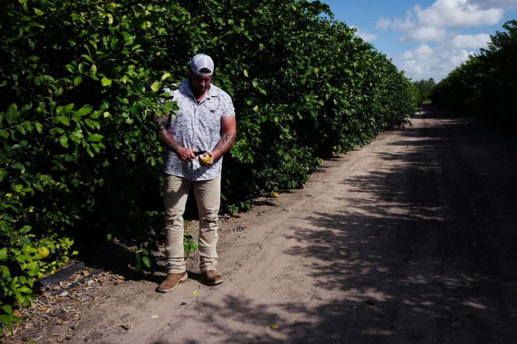 Texas a&m researchers tackle key challenges in valley citrus orchards
