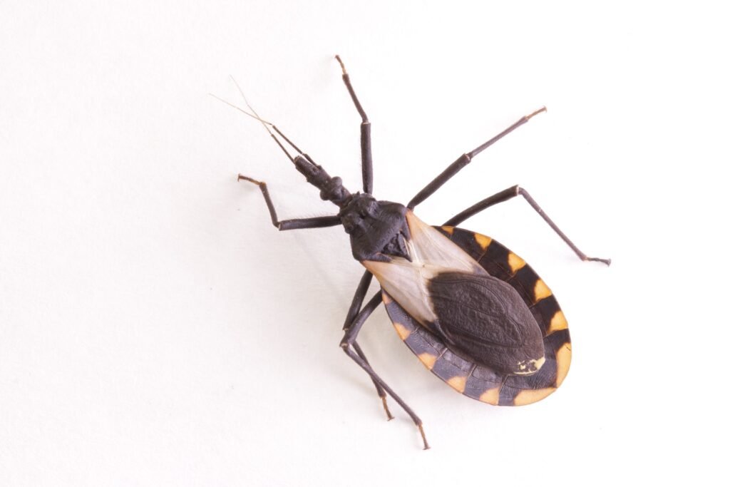 Chagas disease: a growing concern in the rgv