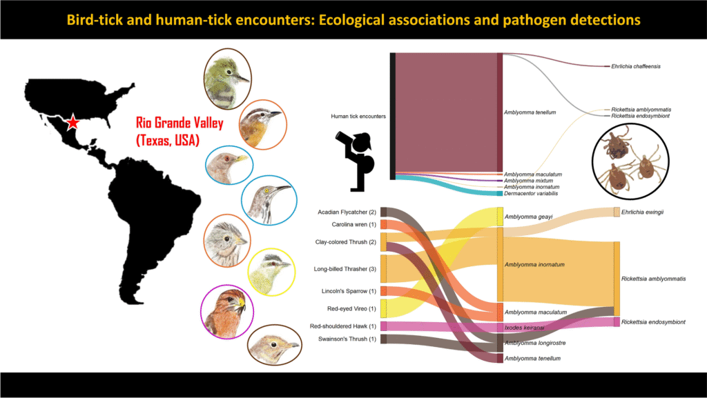 Exploring Bird and Human Interactions with Ticks in the Rio Grande Valley: Ecological Links and Pathogen Insights Exploring Bird and Human Interactions with Ticks in the Rio