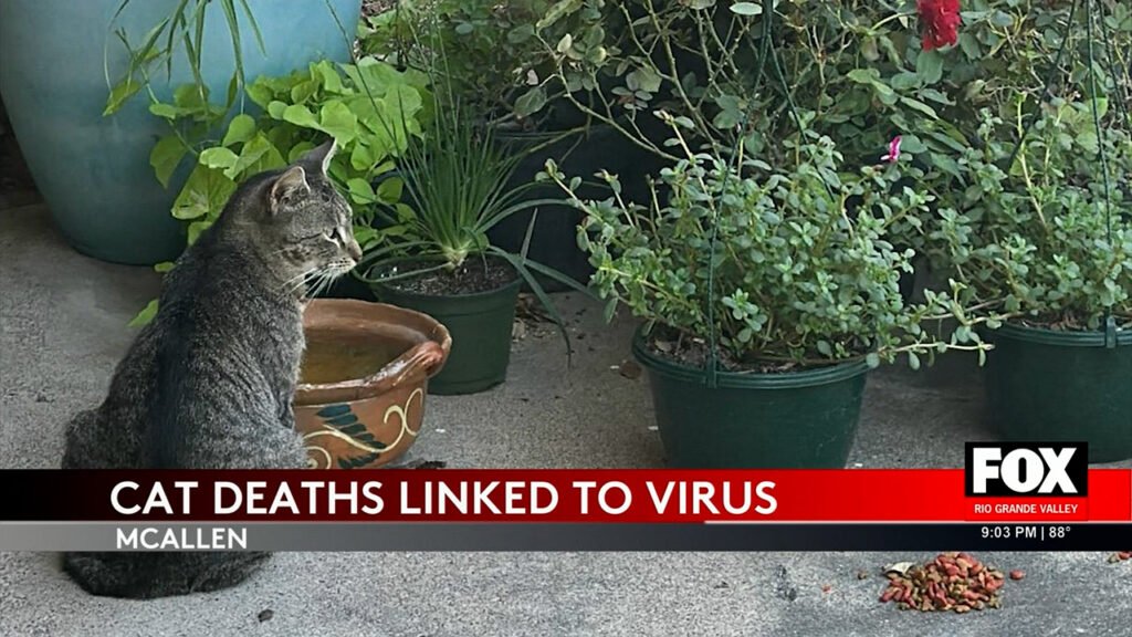 Cat Virus Outbreak Causes Concern in McAllen