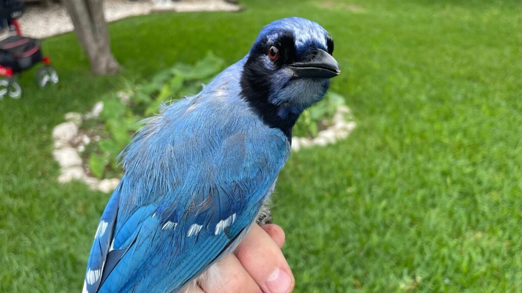 Exciting Discovery: New Hybrid Bird Species Found in Texas