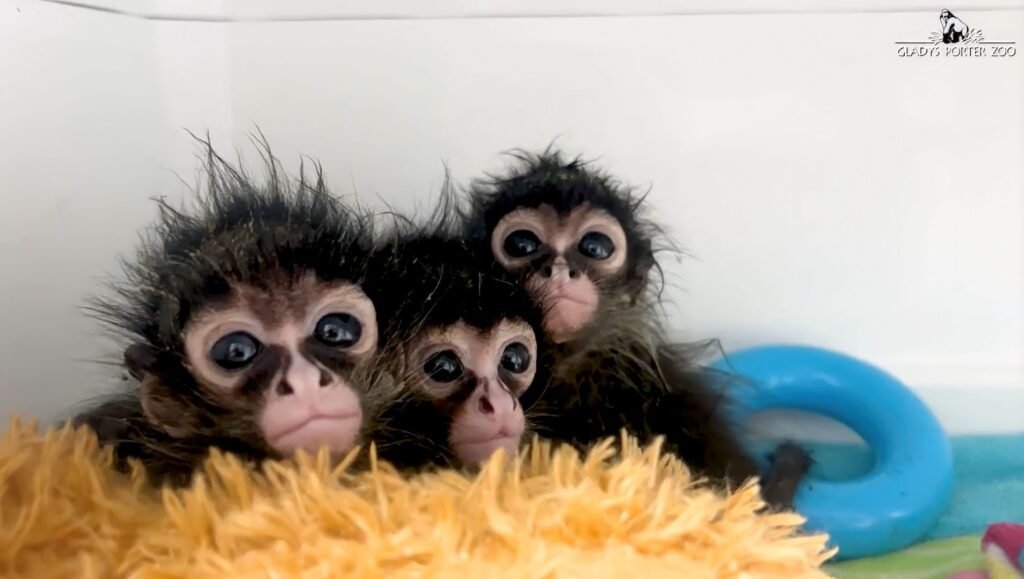 Human Smuggler in Brownsville Busted with Spider Monkeys Human Smuggler in Brownsville Busted with Spider Monkeys