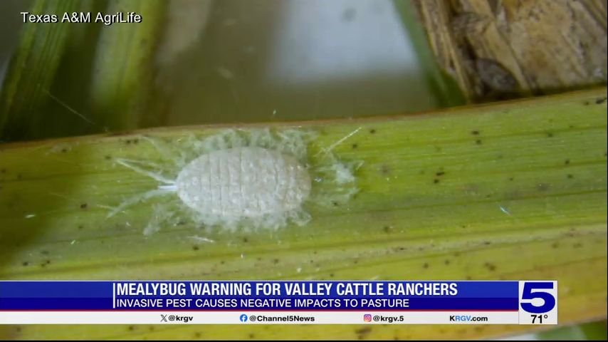 Rio Grande Valley Farmers Warned of New Invasive Pest Rio Grande Valley Farmers Warned of New Invasive Pest