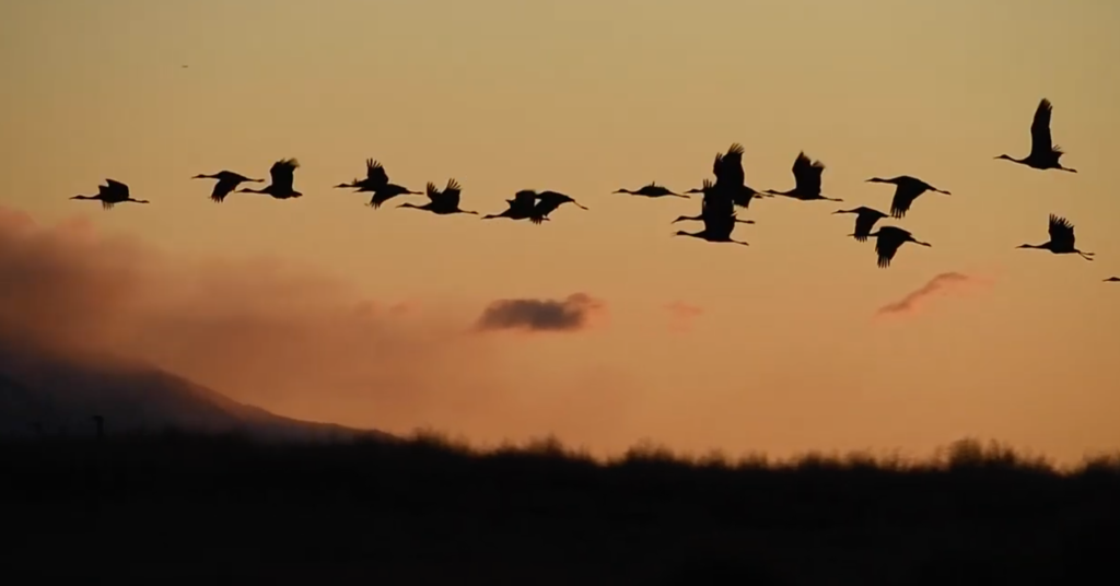 Water Wars in the San Luis Valley: Sandhill Cranes Join