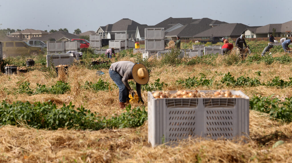 Write a new simple attractive title based on the title from Parkinson’s Disease Is Consistently Linked to Pesticide Exposure. Farmworkers — and Nearby Communities — Are at Risk in Texas’ Rio Grande Valley. and dont use quote marks Write a new simple attractive title based on the title
