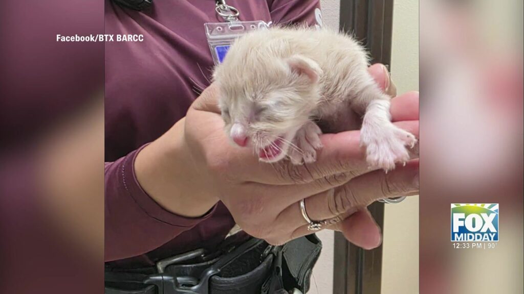 Write a new simple attractive title based on the title from Kitten Rescue Plea: Urgent Call For Fosters In The Rio Grande Valley and dont use quote marks Write a new simple attractive title based on the title