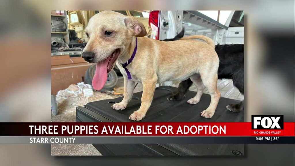 Write a new simple attractive title based on the title from Starr County Puppies: Starr County Sheriff’s Office Seeks Homes For Rescued Puppies and dont use quote marks Write a new simple attractive title based on the title