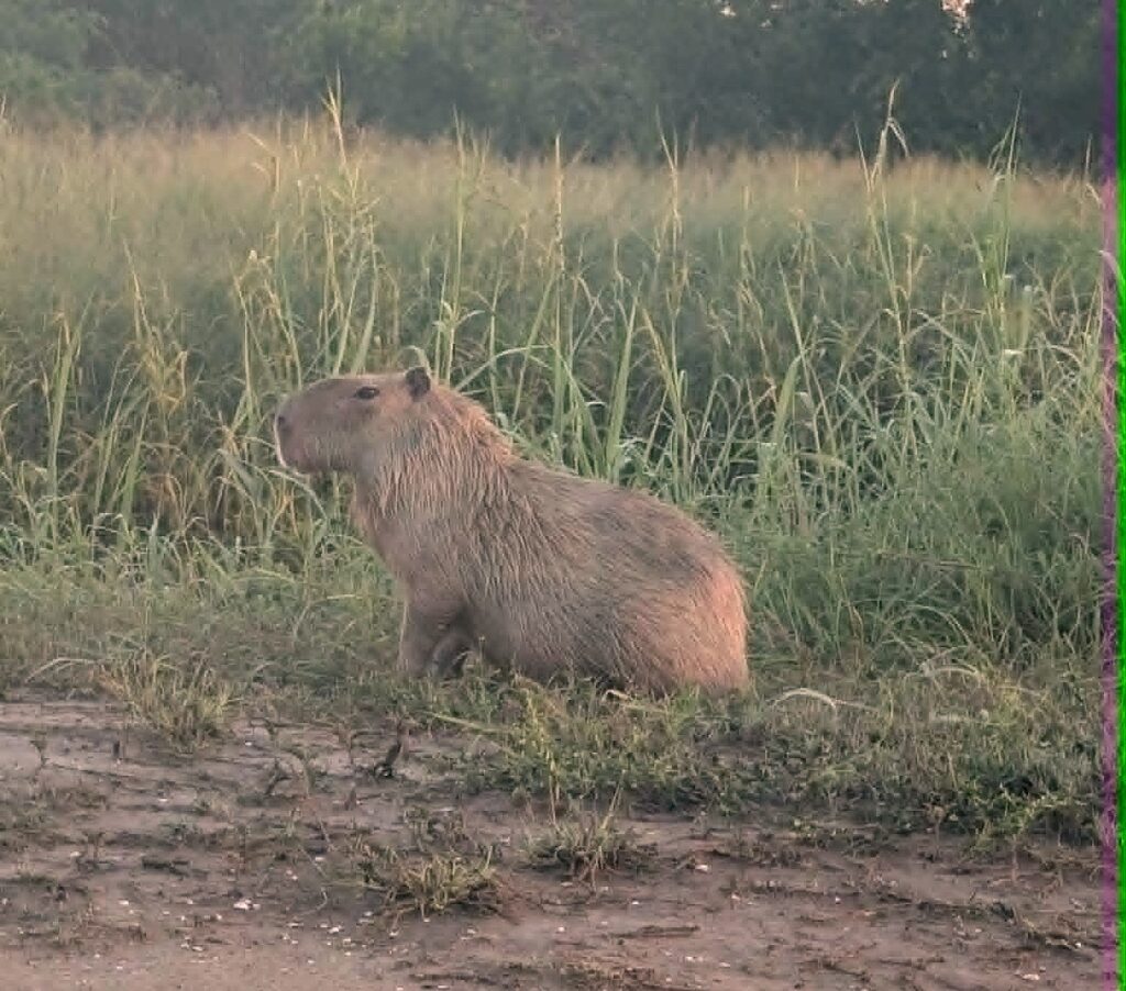Write a new simple attractive title based on the title from Capybara surprises runner on South Texas nature trail and dont use quote marks Write a new simple attractive title based on the title