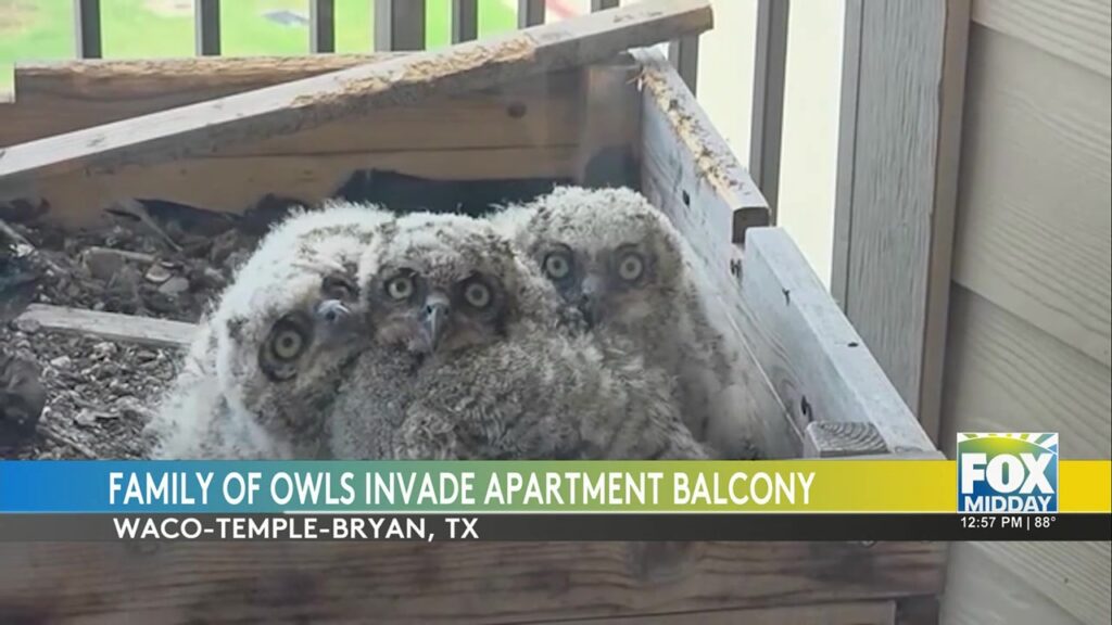 Write a new simple attractive title based on the title from Great-horned Owls Rio Grande Valley: Great-Horned Owls Bring Wonder To Local Apartment Balcony In The Rio Grande Valley and dont use quote marks Write a new simple attractive title based on the title