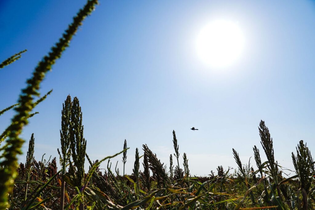 Write a new simple attractive title based on the title from Deadly heat: Leftover moisture fueling dangerous feels-like temps and dont use quote marks Write a new simple attractive title based on the title