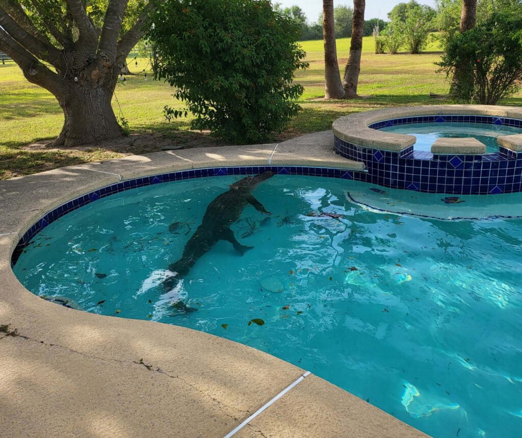 Write a new simple attractive title based on the title from 10-foot alligator rescued after ending up in Texas pool and dont use quote marks Write a new simple attractive title based on the title