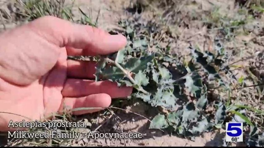 Write a new simple attractive title based on the title from Plant found in Rio Grande Valley being considered for endangered species status and dont use quote marks Write a new simple attractive title based on the title