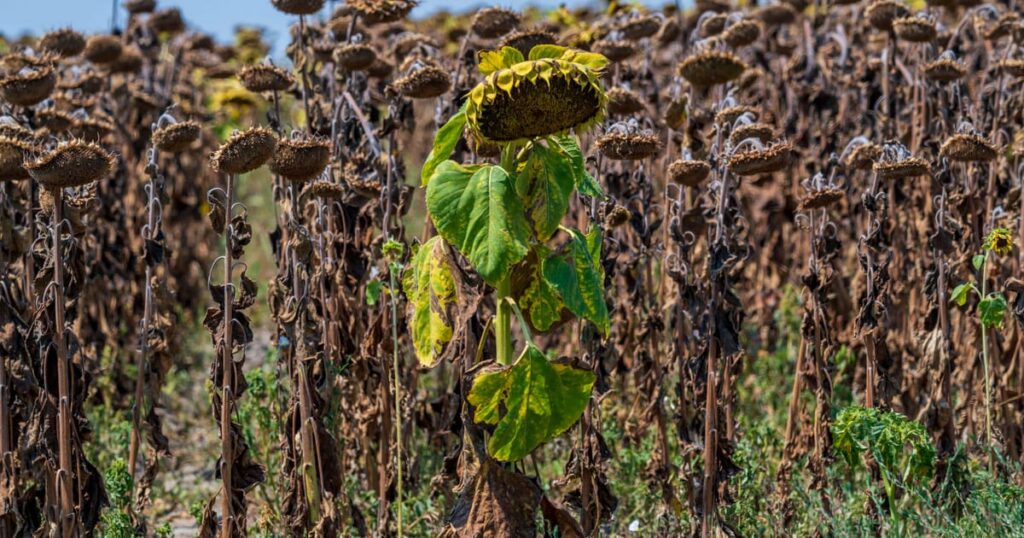 Write a new simple attractive title based on the title from August declared the hottest month ever recorded – POLITICO and dont use quote marks Write a new simple attractive title based on the title